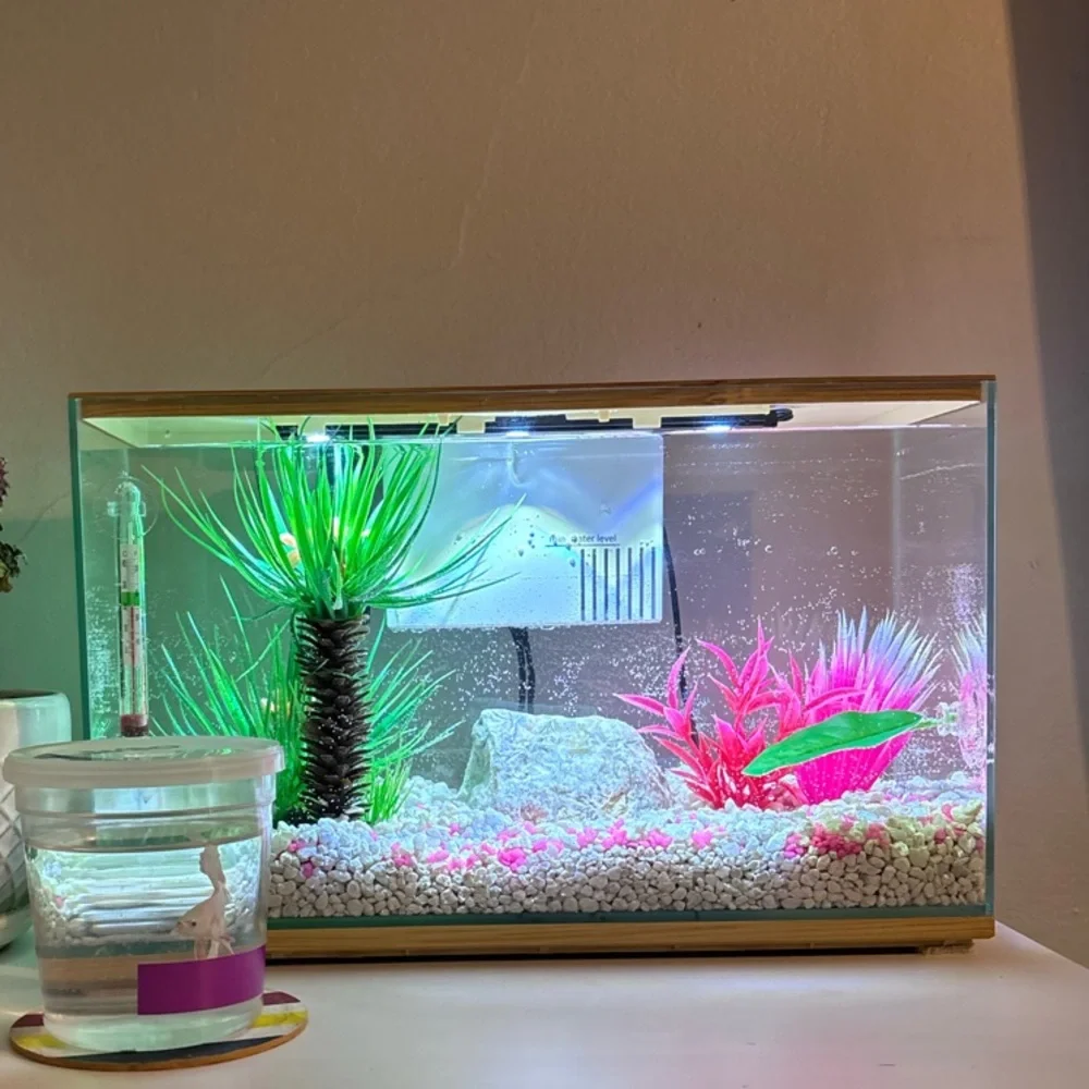 Glass Betta Fish Starting Kit - Picture 1 of 7